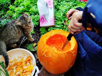 High angle view of cat by pumpkin and halloween