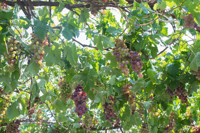 Low angle view of fruits growing on tree