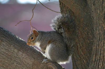 Squirrel on tree