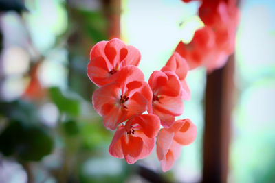 Close-up of pink flowering plant