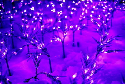 Close-up of illuminated christmas tree during winter