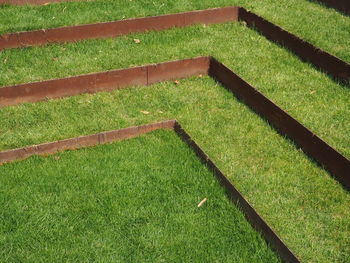 High angle view of lizard on field