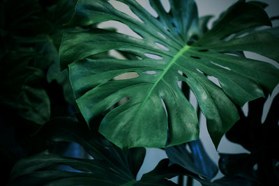 Close-up of green flowering plant