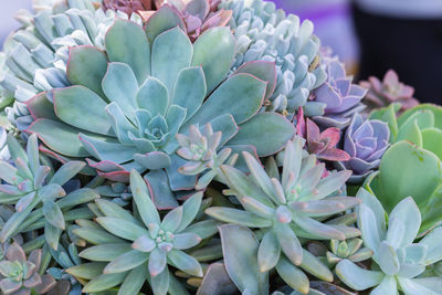 High angle view of succulent plant