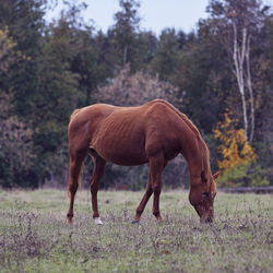 Horse grazing on field