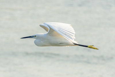 Side view of seagull flying