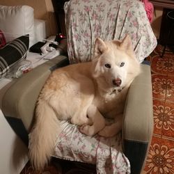 Dog sitting on sofa