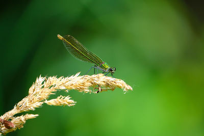 Close-up of insect pollinating on flower