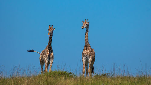 Two giraffes on a hilltop with blue sky as the background