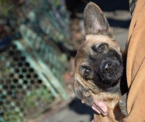 Close-up portrait of dog