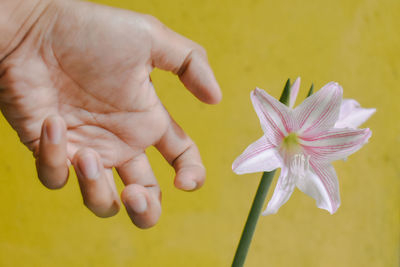 Close-up of hand holding yellow flower