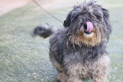 Close-up portrait of dog