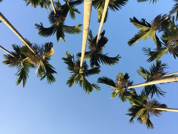 Low angle view of palm tree against clear blue sky