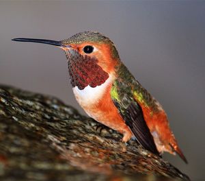 Close-up of allen hummingbird perching on rock