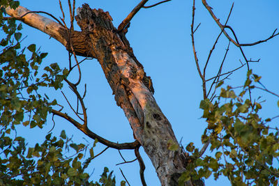 Low angle view of tree against clear blue sky