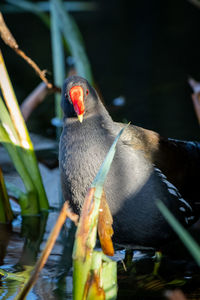 Close-up of bird perching on branch