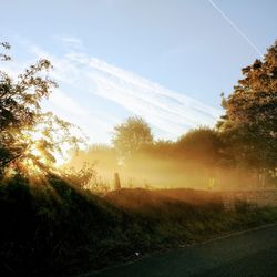 Trees on field against bright sun