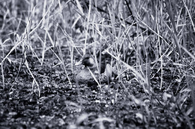 Bird on field