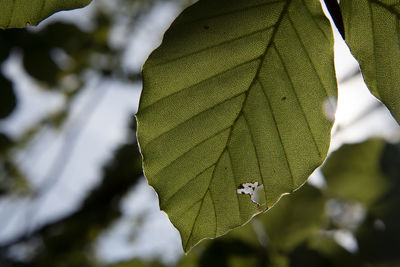 Close-up of maple leaves on tree