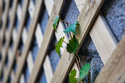 Close-up of ivy on lattice