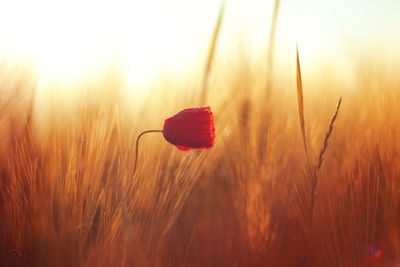 Close-up of red flower on field during sunset