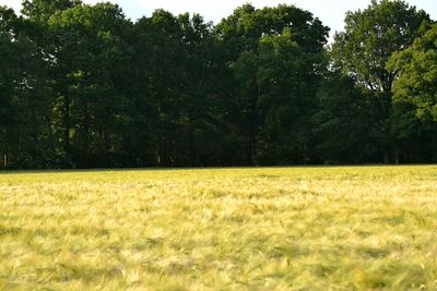 Trees on field against sky