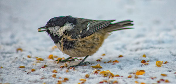 Scottish winter wildlife 