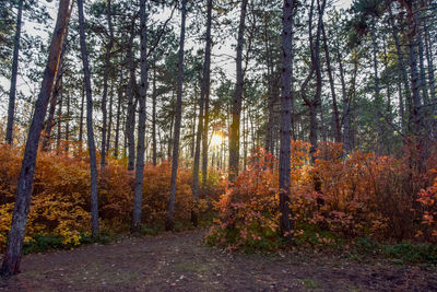 Trees in forest during autumn