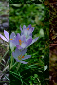 flowering plant