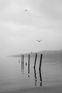 Birds flying over the sea