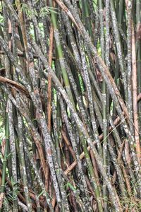 Full frame shot of bamboo trees in forest