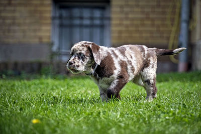 Puppy playing on grass