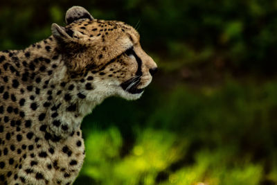 Close-up of a cat looking away