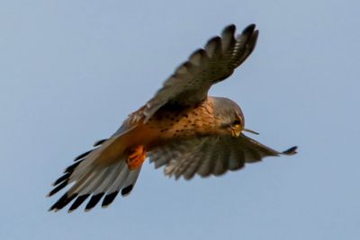 Low angle view of eagle flying against clear sky