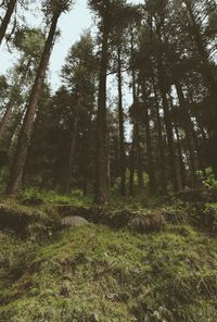 Low angle view of trees in forest
