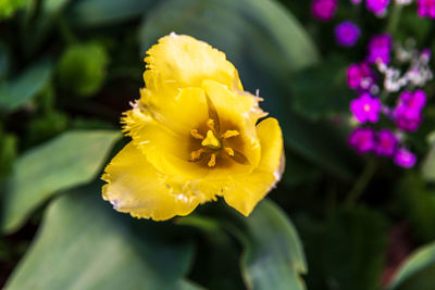 Close-up of yellow flower