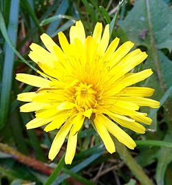 Close-up of yellow flower