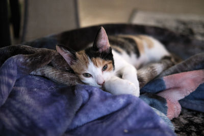 Close-up of cat lying on bed at home