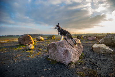 Side view of siberian husky sitting on rock against cloudy sky during sunset
