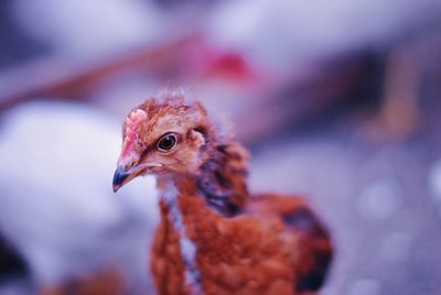 Close-up of chicken bird