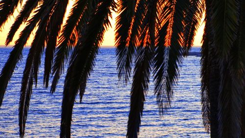 Close-up of palm trees against sky during sunset