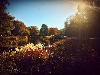 Flowers growing by lake against clear sky