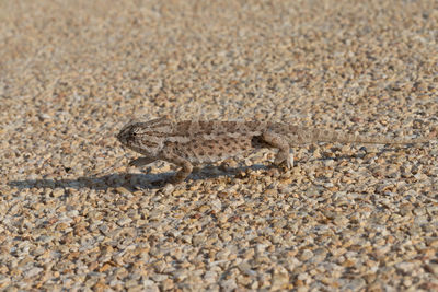 Chameleon in malta on the street.