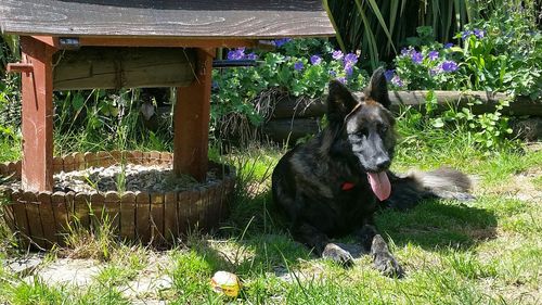 Dog looking away in yard