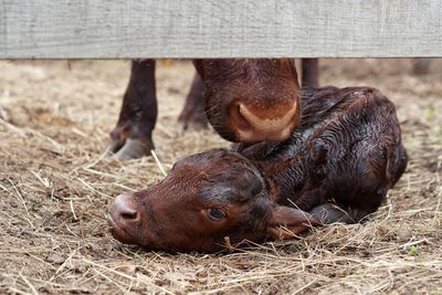 Newborn calf licked by cow