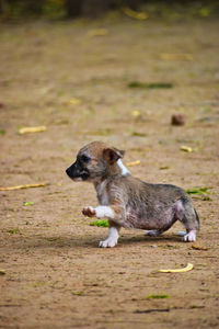 Side view of a dog running on field