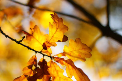 Close-up of yellow maple leaves on branch