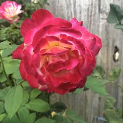 Close-up of pink rose