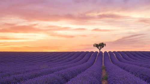 Scenic view of lavender field against sky during sunset