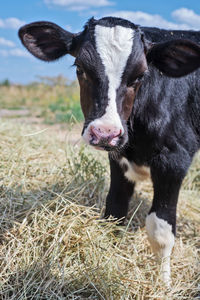 Close-up of cow on field